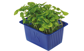 atrsina-cress