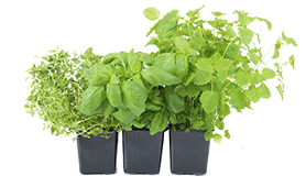 basil-pot
