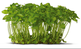 brocco-cress