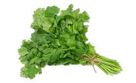 coriander