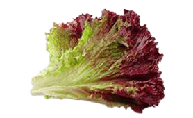 lettuce-red