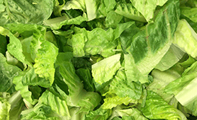 romaine-lettuce