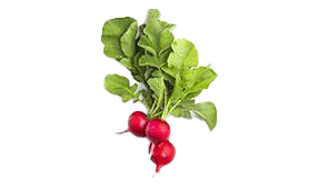 radish-red-baby
