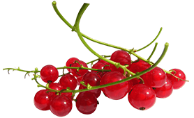 red-currant