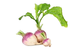 turnip
